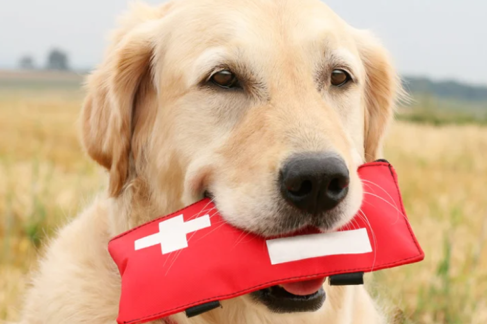 June is Pet Preparedness Month